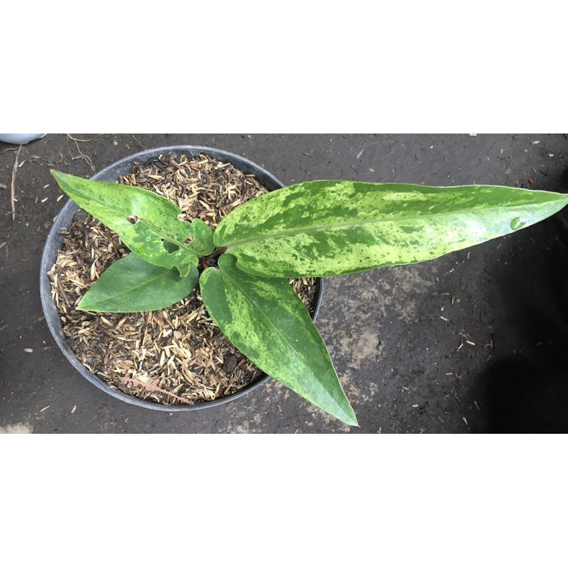 Bonggol anthurium red hokeri varigata