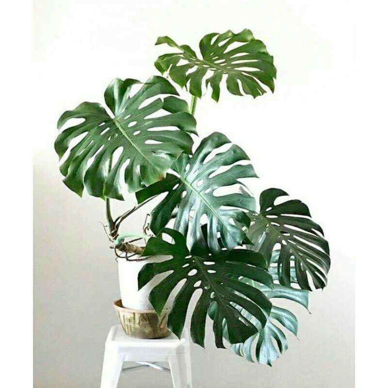 Tanaman Hias Hidup Monstera King bunga indoor outdoor