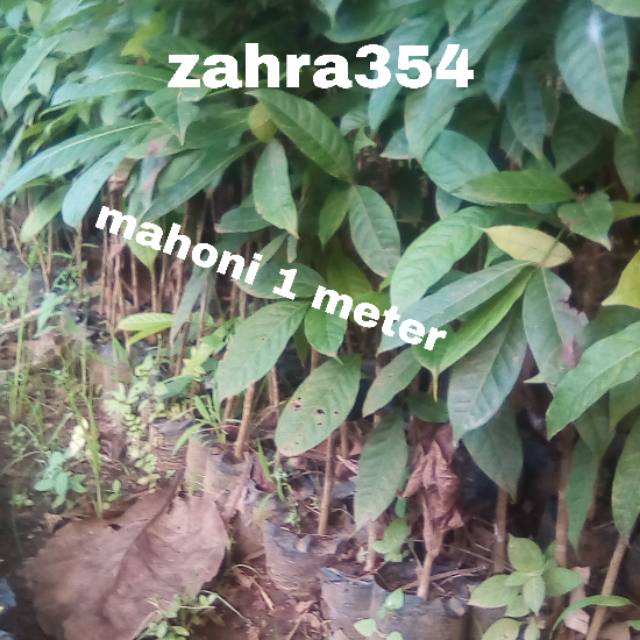 BIBIT POHON MAHONI 1 METER // BIBIT MAHONI // TANAMAN MAHONI