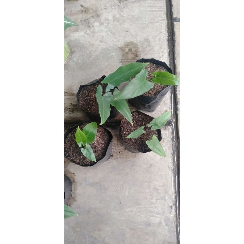 keladi keris papua (black sipit) anakan