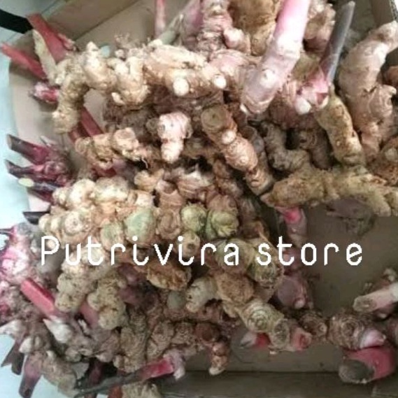 Bangle Hitam/Rimpang/Panglai Hideung 200 gram