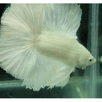 Yì½ Zdw 258 Double Tail Dumbo Ikan Cupang Betta Hias Aduan Halfmoon Aquarium Murah Shopee Indonesia