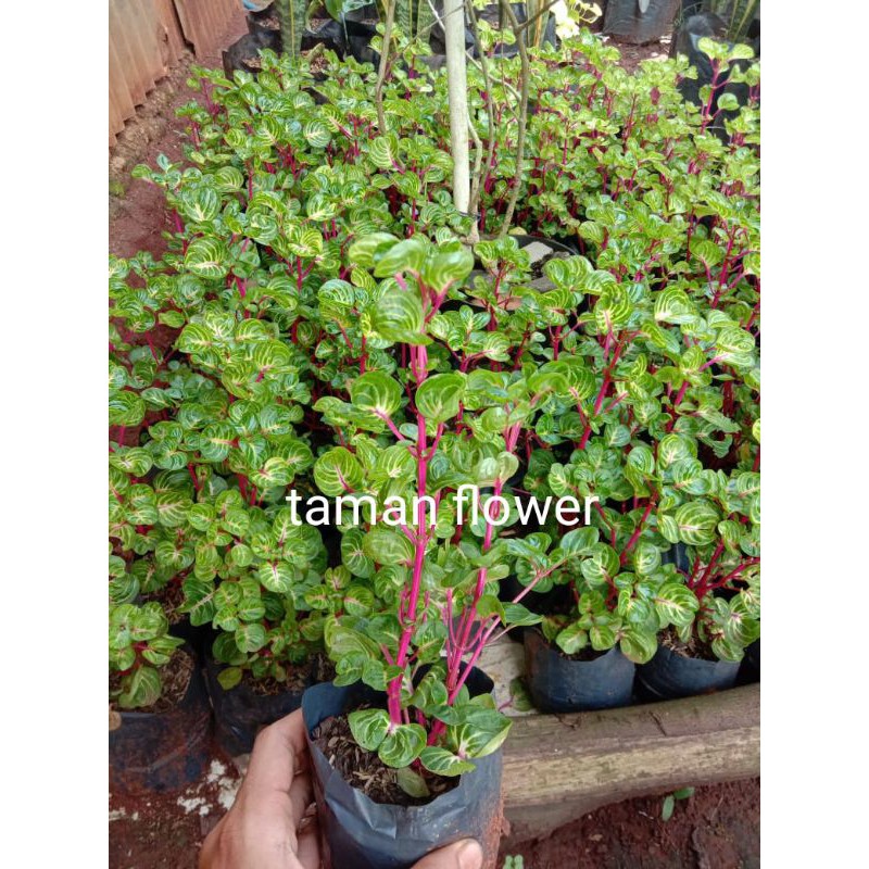 tanaman hias krokot batang merah/kerokot batang merah