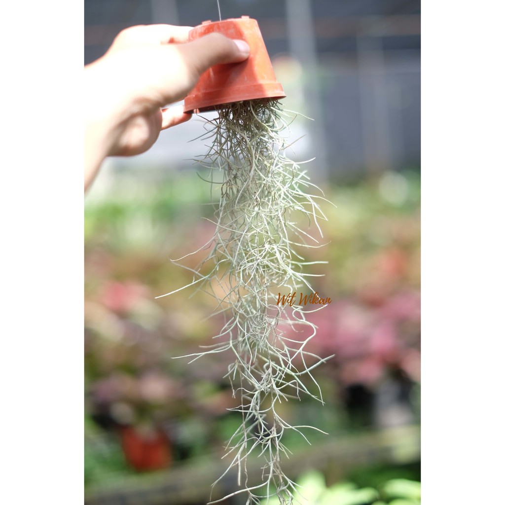 Spanish Moss - Jenggot Musa