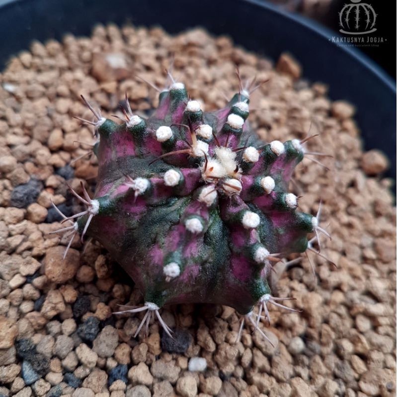 Kaktus Gymnocalycium Tlux