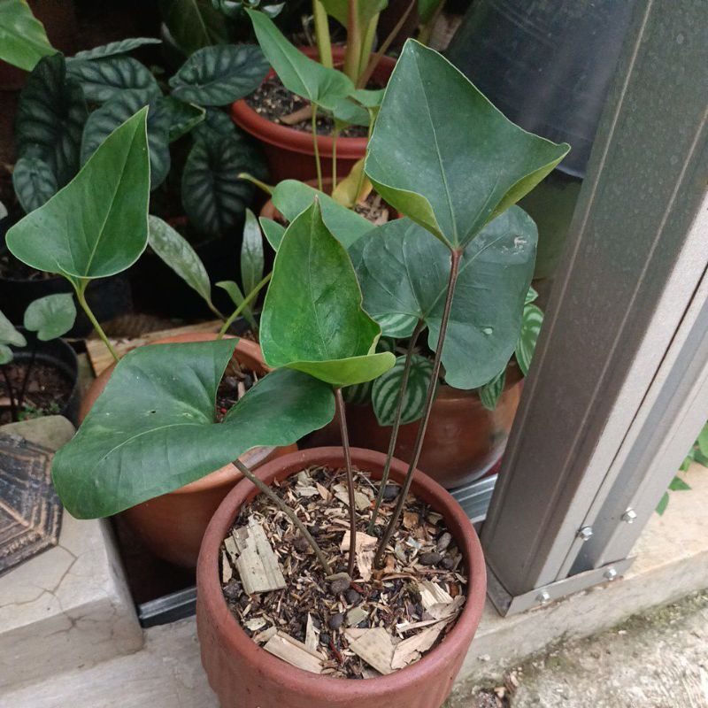Jual Anthurium Corong Bintang Kejora (arrow anthurium) | Shopee Indonesia