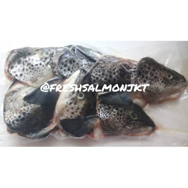

Kepala Ikan Salmon Segar / Fresh Head Salmon