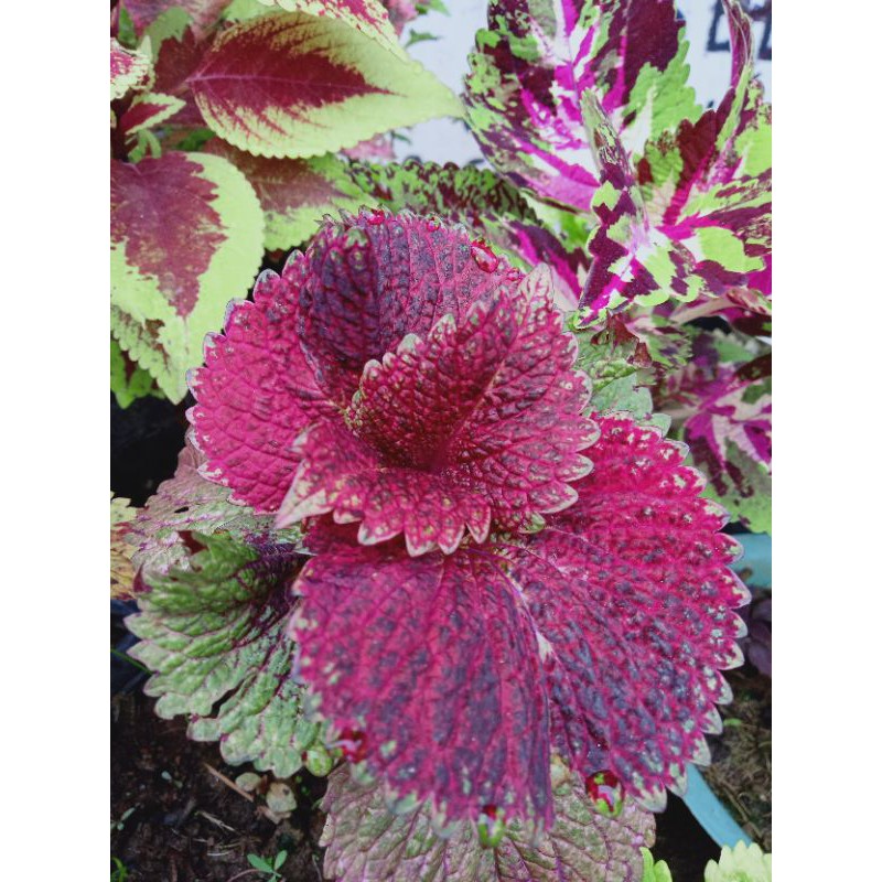 miana sultan super premium