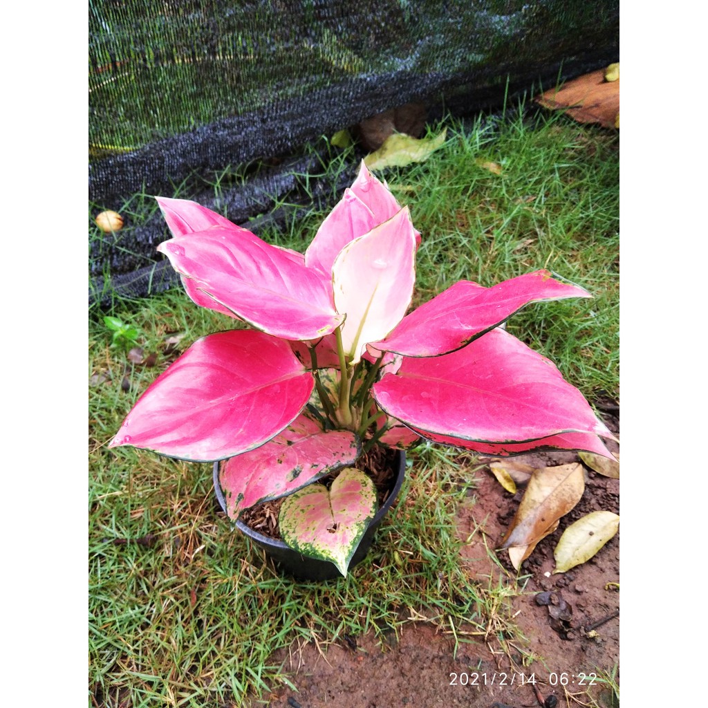 Aglaonema Pink Catrina