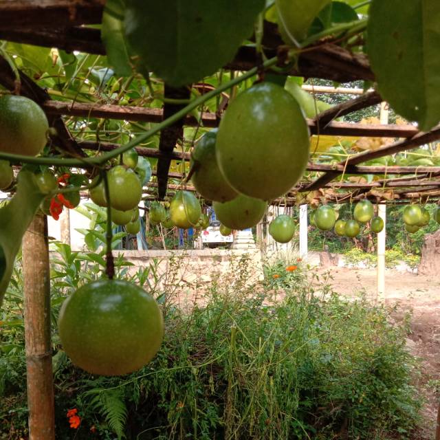 

Buah markisa segar 1000gr