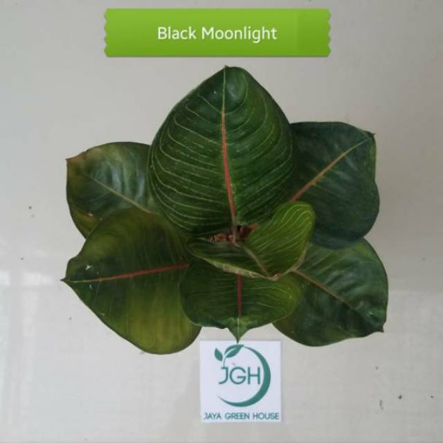 Tanaman Aglaonema Black Moonlight