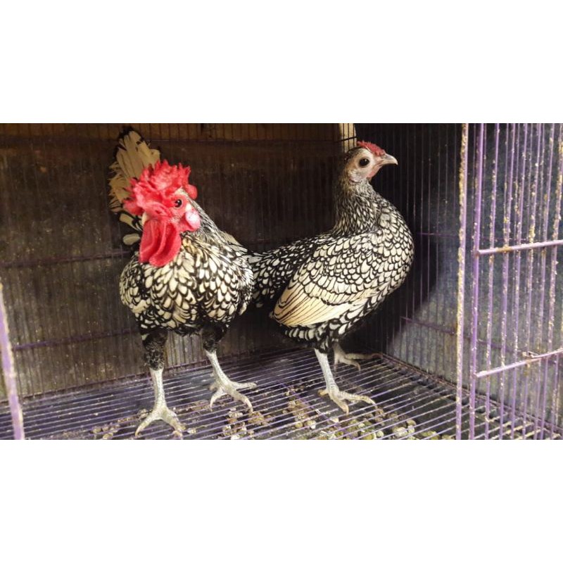 Batik Italia / Batik Kanada - Ayam Batik Remaja