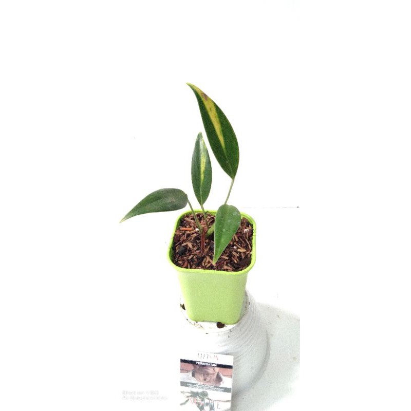 tanaman hias scindapsus varigata