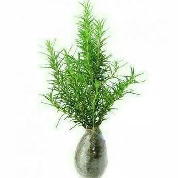 L0Ck Bibit Tanaman Herbal Rosemary