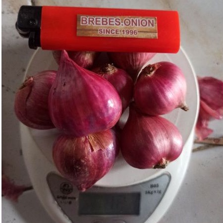 

BAWANG MERAH BREBES terlaris asli brebes