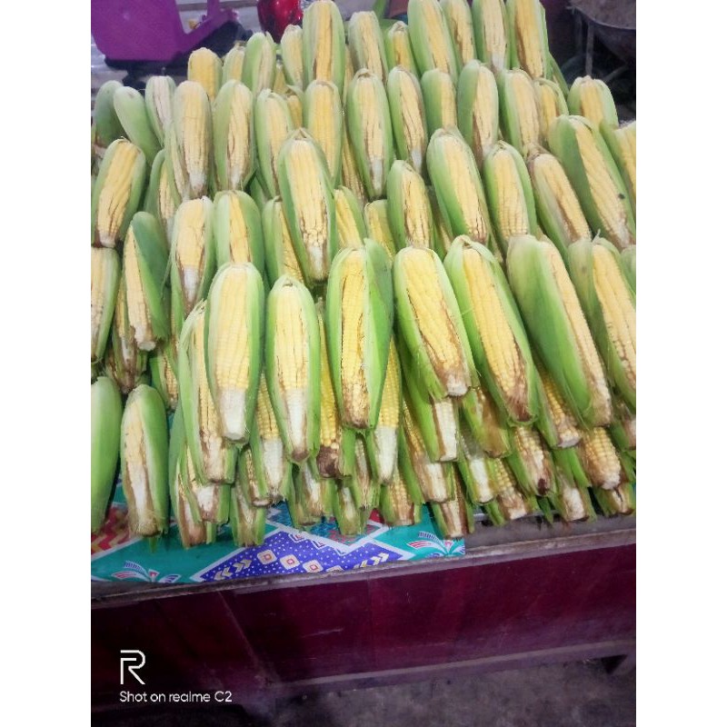 

jagung manis kulitan