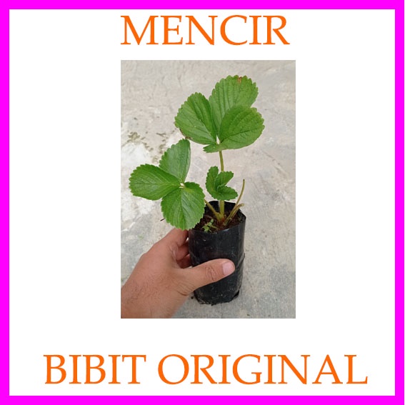 Benih Bibit Strawberry Mencir