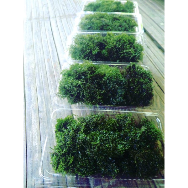 Ricardia moss hiasan aquarium|moss aquascape