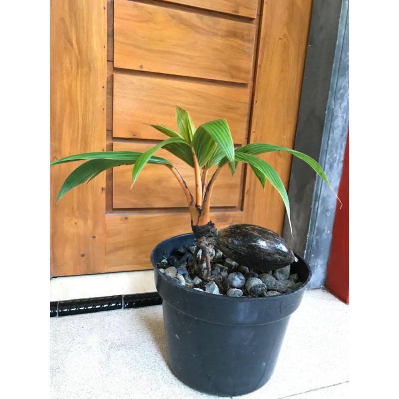 Bonsai kelapa minion gading oren - bonsai kelapa gading oren daun kerdil