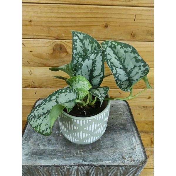 tanaman hias scindapsus exotica