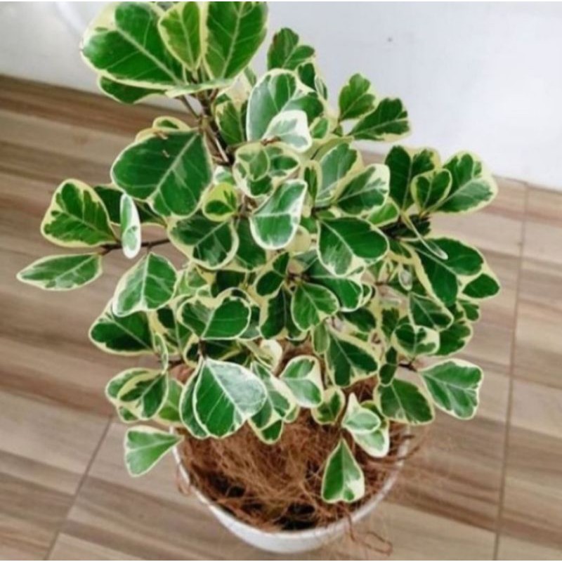 Beringin Kupu Kupu Varigata Tanaman Hias Pohon Beringin Kupu Kupu Varigata