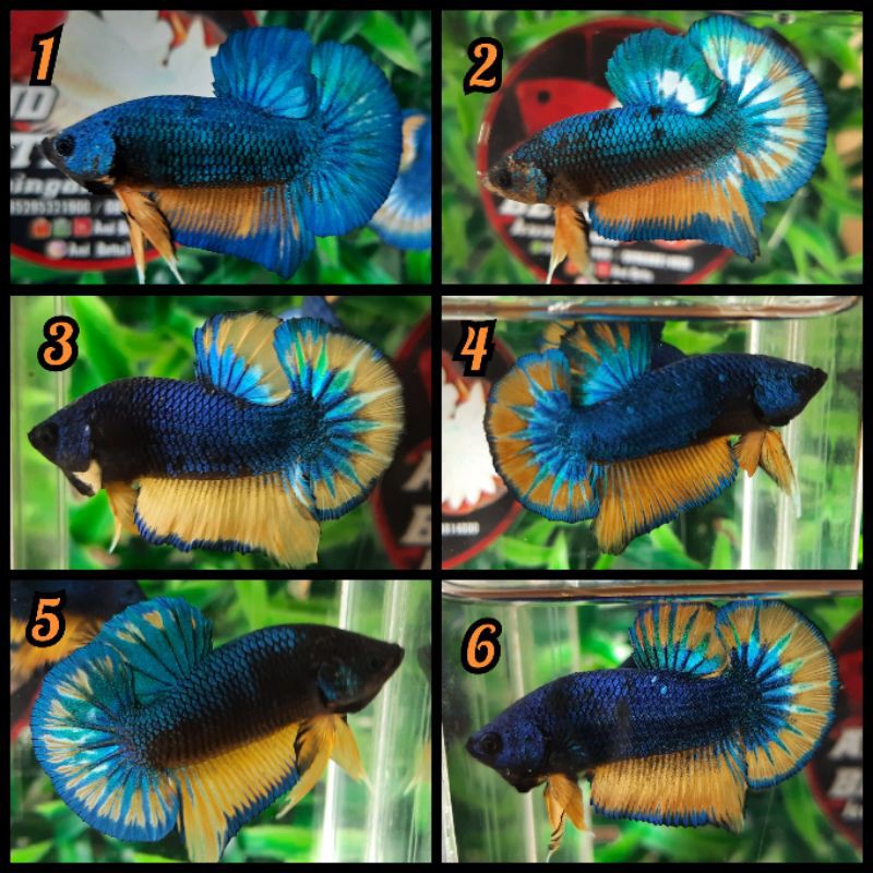 Ikan cupang plakat Mustard Gas