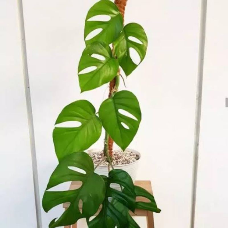 Tanaman hias monstera rhaphidophora - tanaman indoor monstera - monstera rhaphidophora