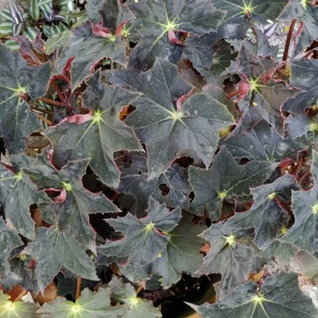 Begonia Black Velvet