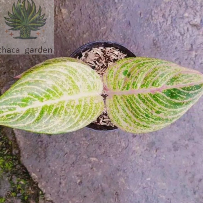 PROMO Aglonema asri bonggol