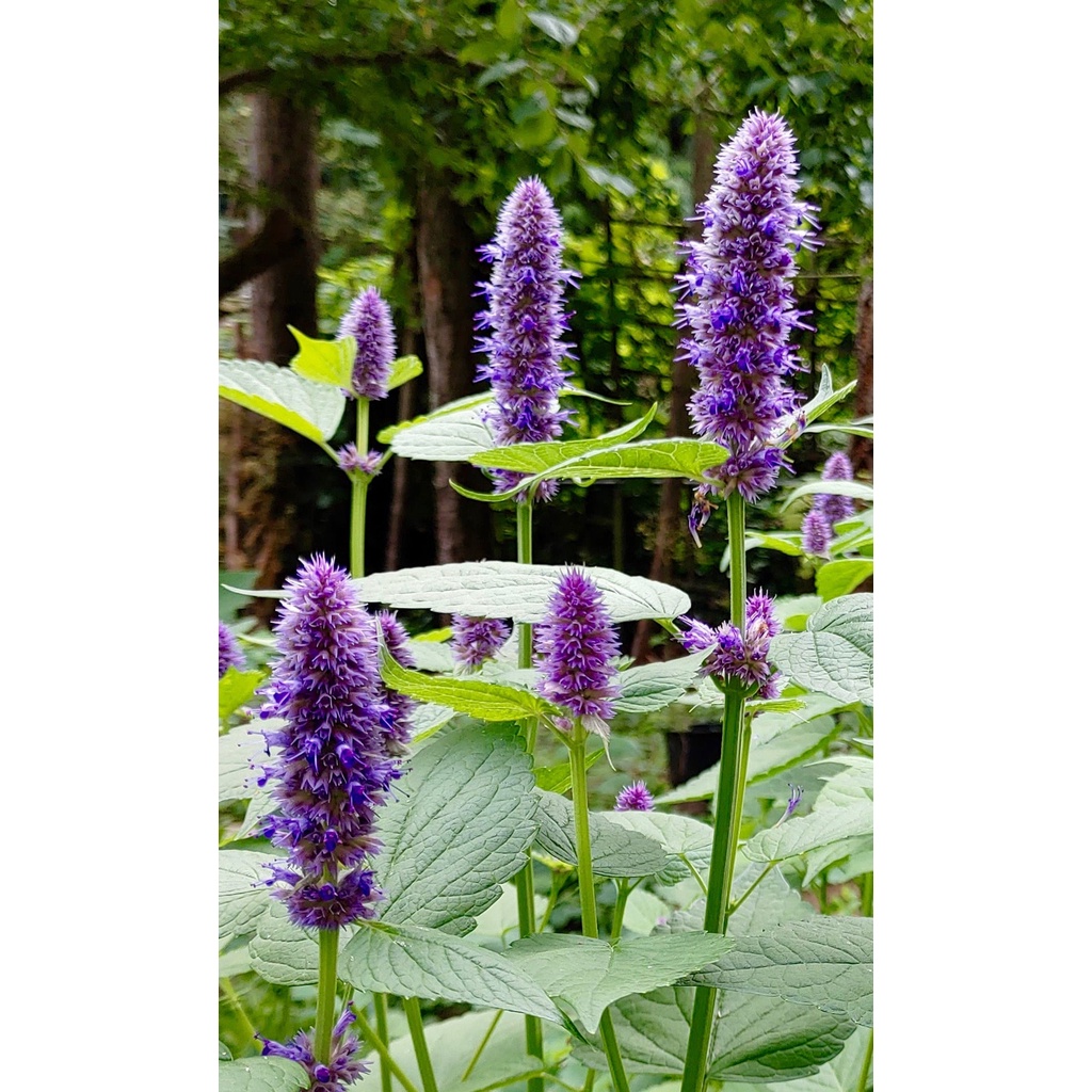 Benih Bibit Biji - Korean Mint Agastache rugosa Hyssop Raksasa Herb Seeds - IMPORT