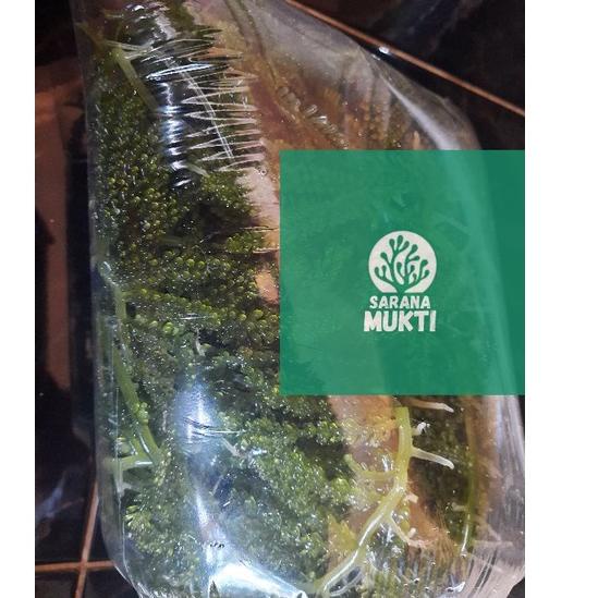 

U7 Anggur laut/ Green Caviar/ Latoh/ Lawi lawi/ Sea Grapes (Caulerpa Sp.) ➳ ➳