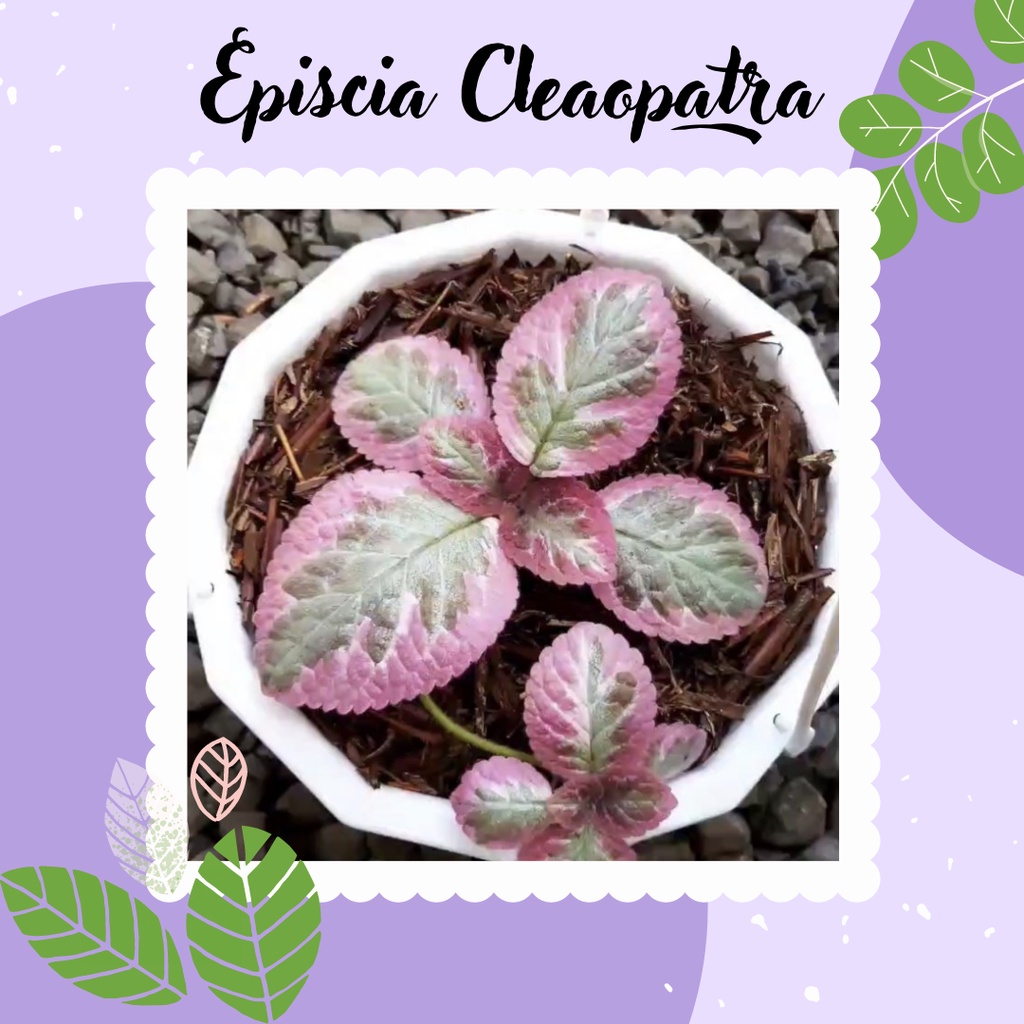 Bunga Episcia Cleopatra Tanaman Gantung Episcia Cleopatra