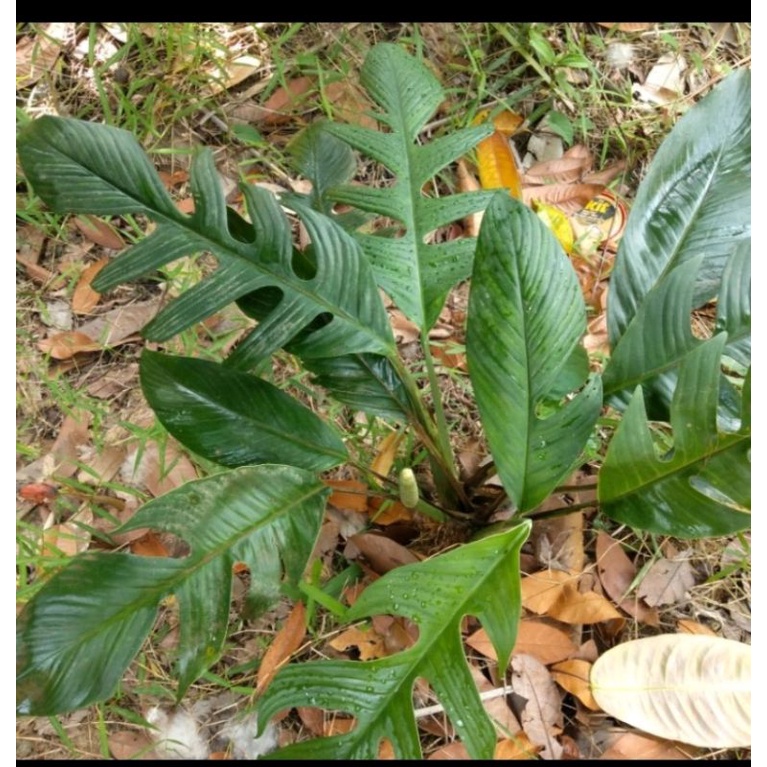 RHAPHIDOPHORA BECCARRI