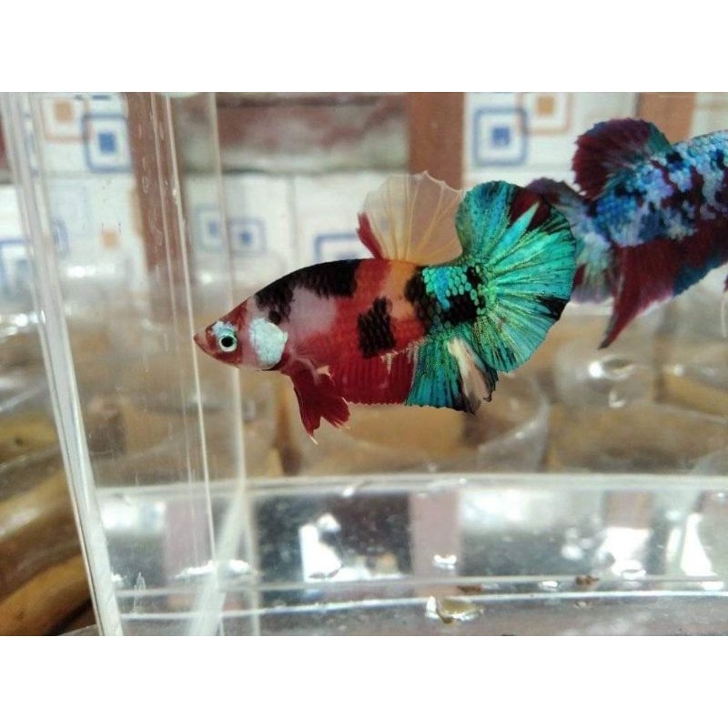 Cod ikan Cupang MultyColour Male Warna bagus Cantik