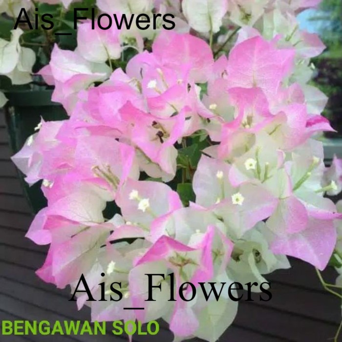 POHON BOUGENVILLE BENGAWAN SOLO / TANAMAN