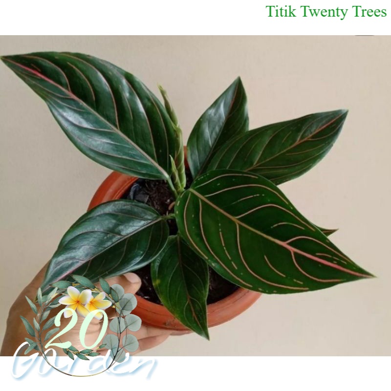tanaman hias aglonema rotundum tiger / Tanaman hias hidup / tanaman hias / tanaman gantung / tanaman hias gantung / tanaman hias murah / tanaman hias hidup murah / pohon hias