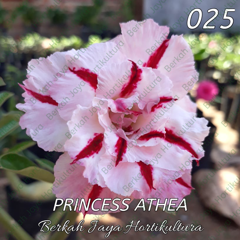 Bibit Adenium / Kamboja Jepang Tumpuk Nomor 19-27-25. Princes Athea