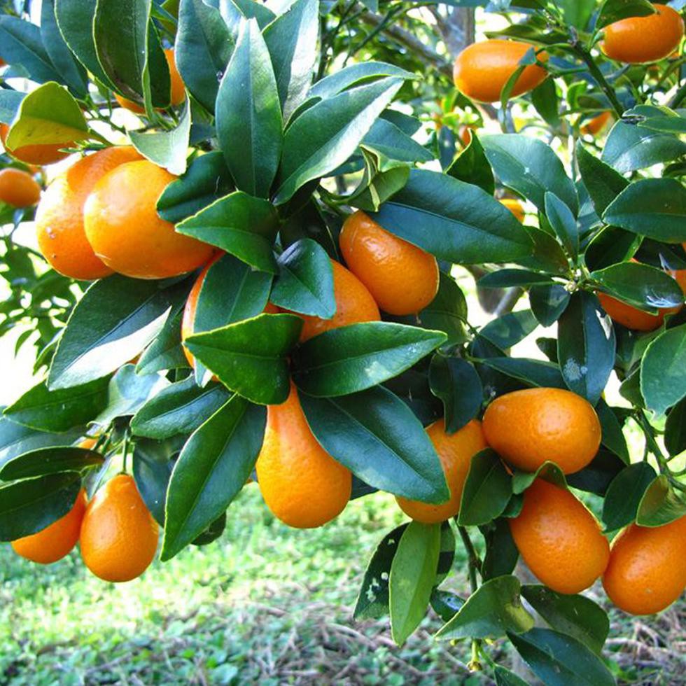 Asli Bibit Tanaman Buah Jeruk Nagami *_@