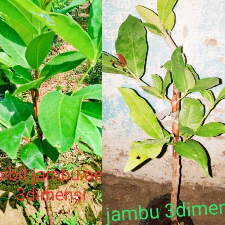 (TERBAIK) Bibit jambu air 3dimensi (1pohon 3jenis)