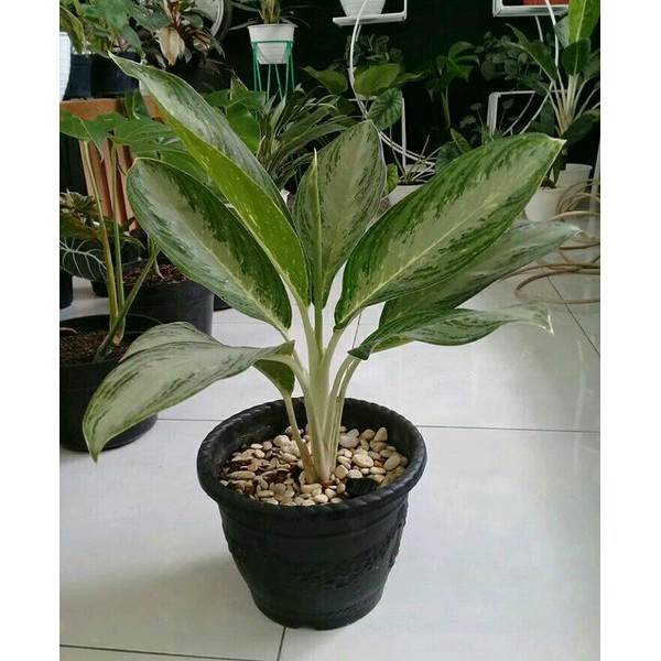 Jual Tanaman Hias Blanceng Susu Sri Rezeki Aglonema Susu Stek Batang Berakar Indonesia Shopee