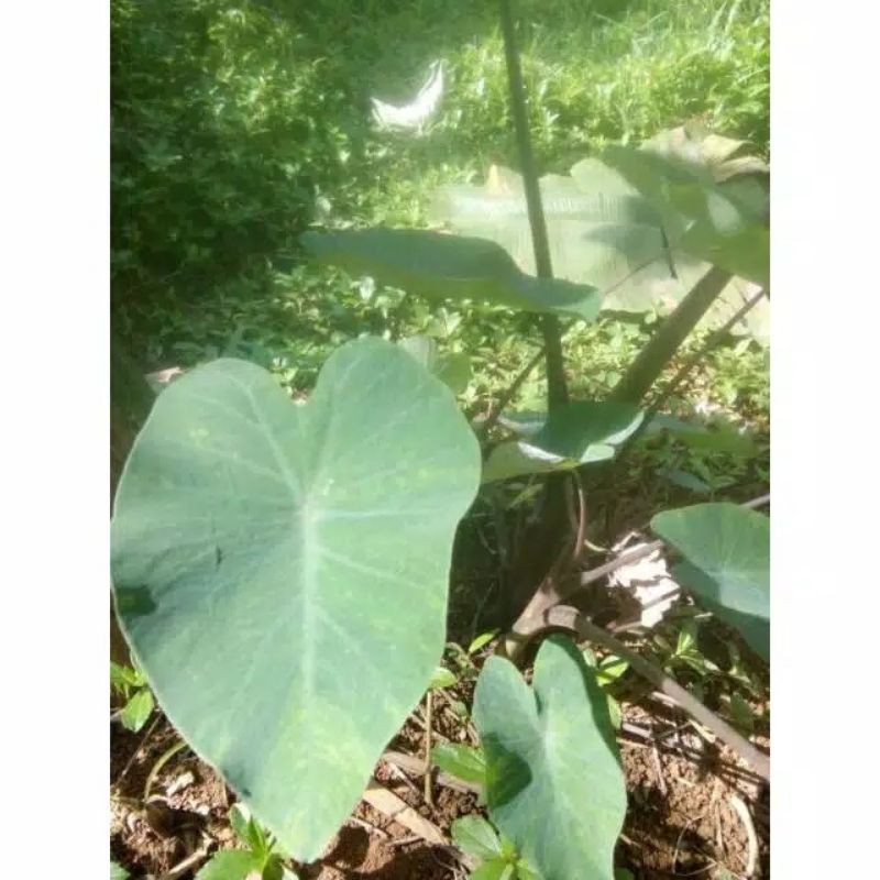 

TALAS KIMPUL LOMPONG UNGU / KHAS SUNDA