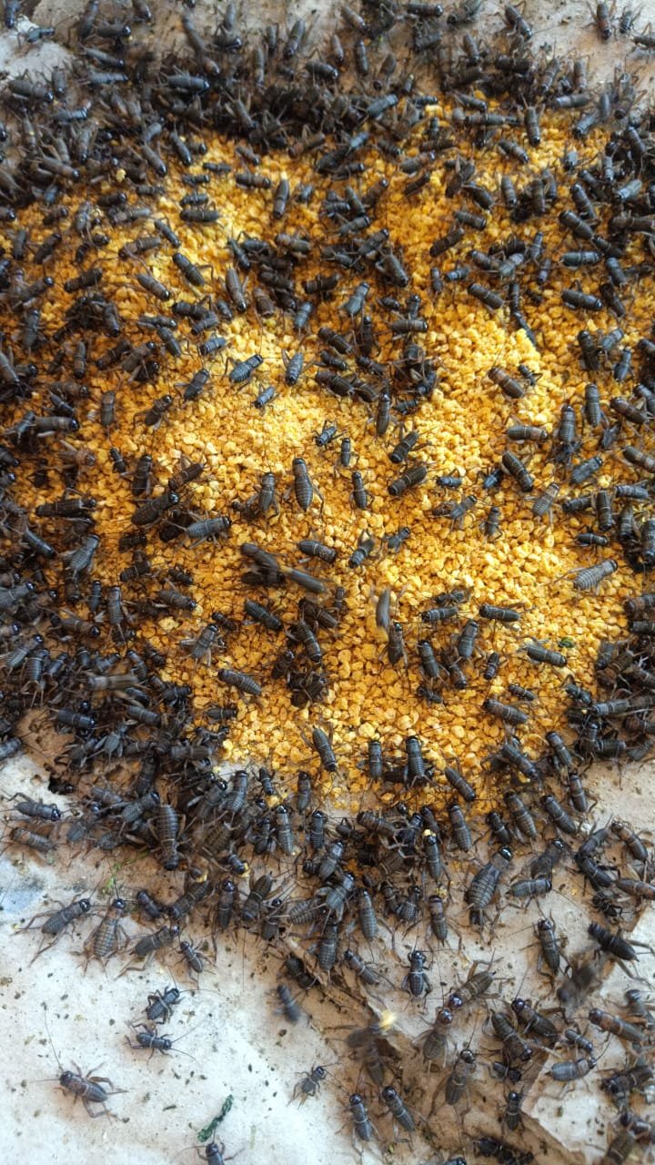 Promo Telur Jangkrik Alam 5 Onz