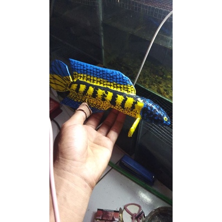 patung channa auranti 19-20cm