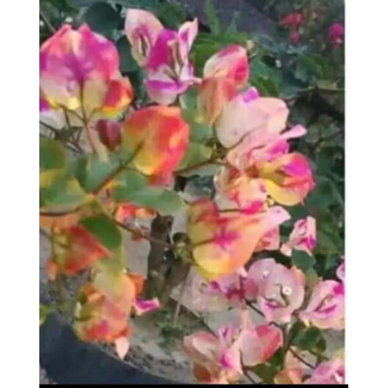 bibit Bougenville citra india