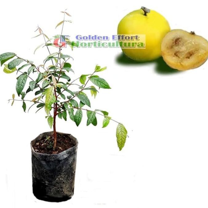 Bibit Buah Bibit Buah Araza $_$