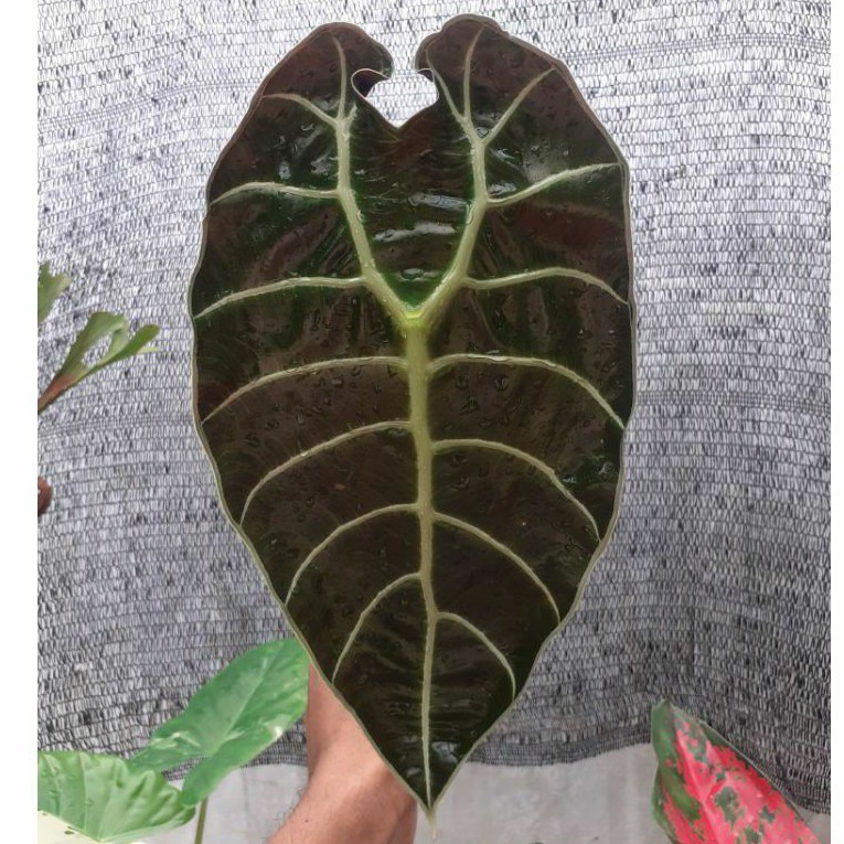 Alocasia Watsoniana Glosy alokasia