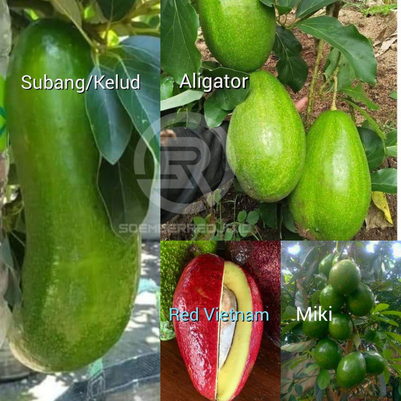 Promo Paket 4 Jenis Bibit Alpukat Red Vietnam-Alpukat Miki- Alpukat Aligator-Alpukat Subang/Kelud