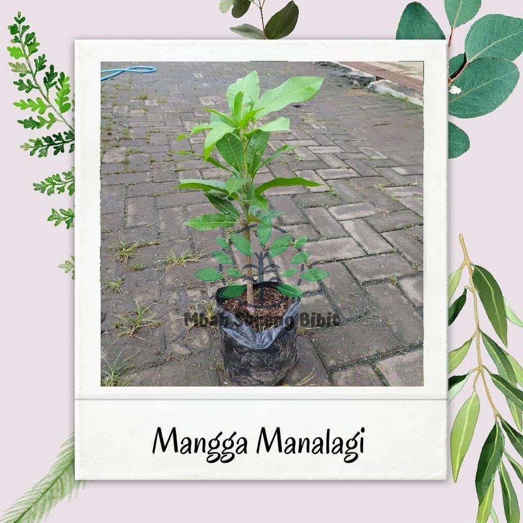 Bibit mangga manalagi / Mangga Madu