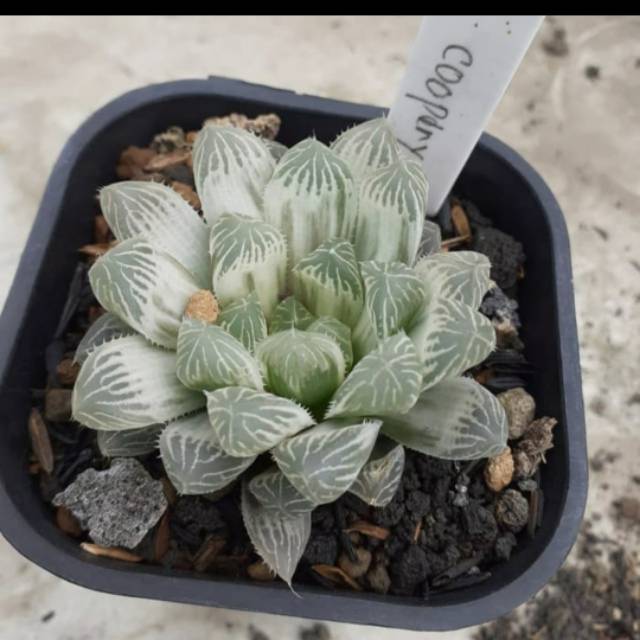 Haworthia cooperi white