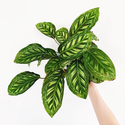 Tanaman Hias Calathea Flamestar